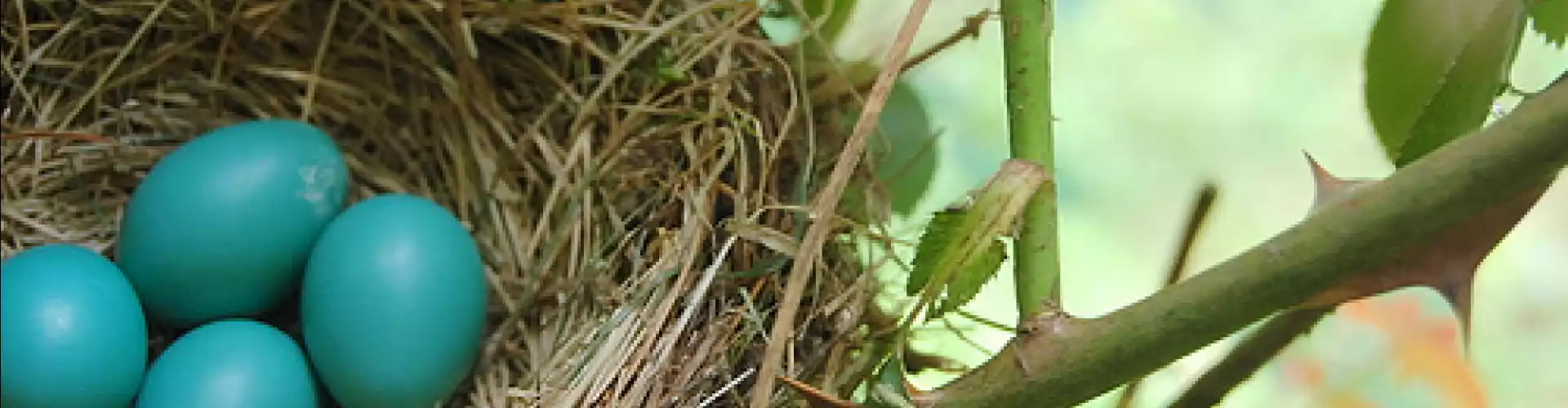 Spring Equinox Ceremony - New Beginnings  - Online Class by Raven  Many Voices